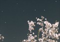 桜の花と北斗七星