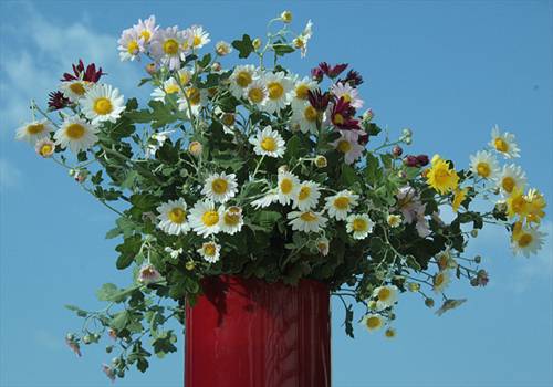 ����EOS Kiss X2�{VLC-34�t�B���^�[�ł̉摜