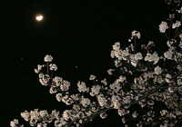 桜の花と月と木星