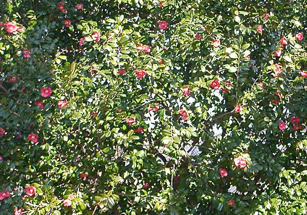 ���᡼�� 1