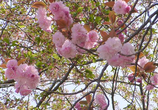 ���᡼�� 1