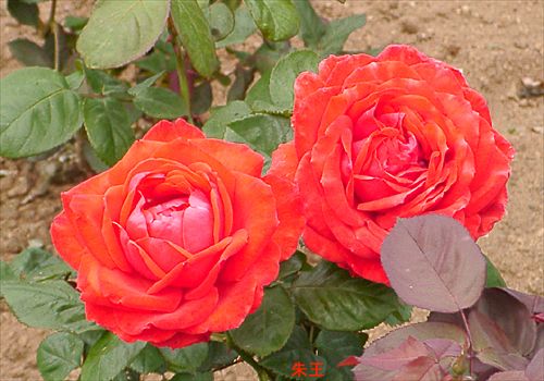 ���᡼�� 3