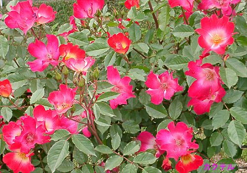 ���᡼�� 4