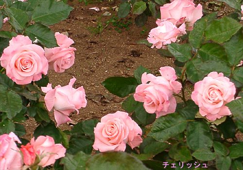 ���᡼�� 1