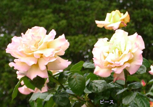 ���᡼�� 4