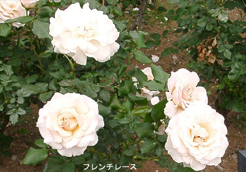 ���᡼�� 1