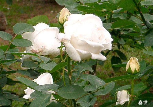 ���᡼�� 2