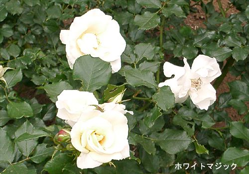 ���᡼�� 3