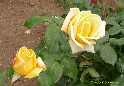 ���᡼�� 1