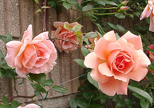 ���᡼�� 2