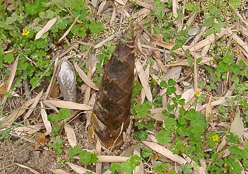 ���᡼�� 2