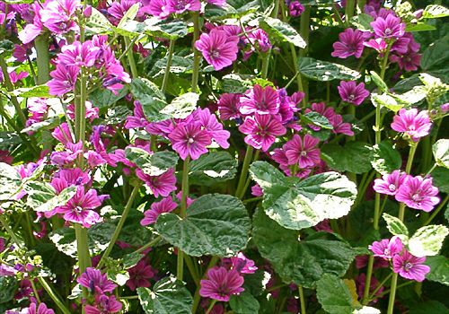 ���᡼�� 3