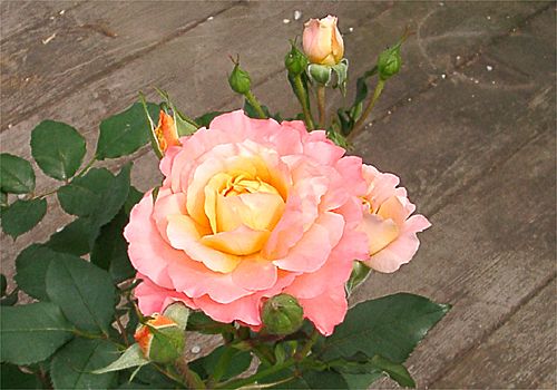 ���᡼�� 1