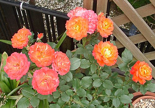 ���᡼�� 2