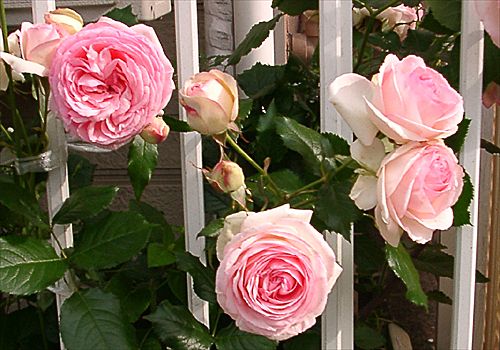 ���᡼�� 3