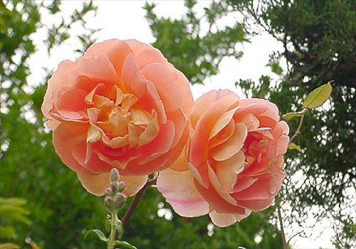 ���᡼�� 4