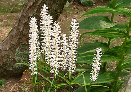 ���᡼�� 1