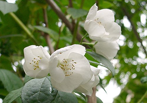 ���᡼�� 2