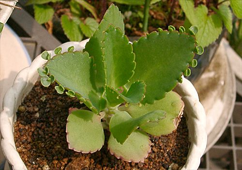 ���᡼�� 2