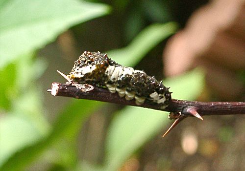 ���᡼�� 1