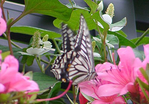 ���᡼�� 2