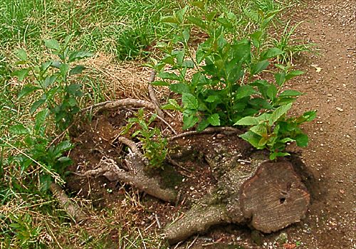 ���᡼�� 1