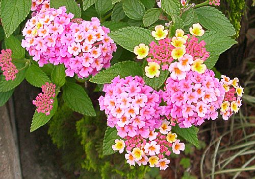 ���᡼�� 1