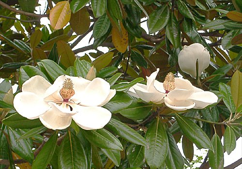 ���᡼�� 1