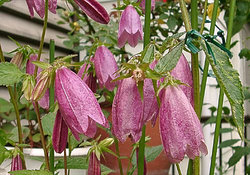 ���᡼�� 1