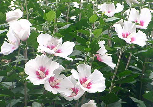 ���᡼�� 1