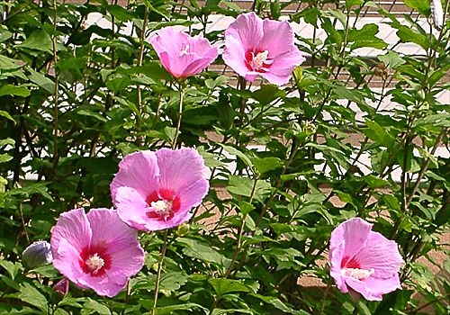 ���᡼�� 2