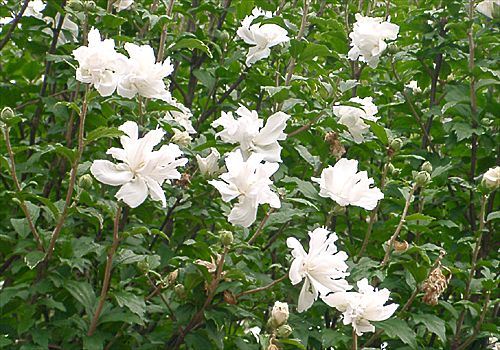 ���᡼�� 4