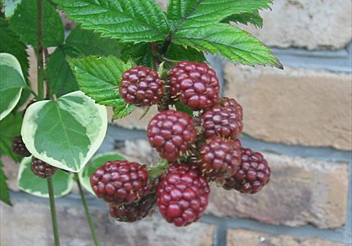 ���᡼�� 2