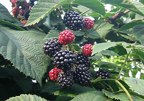 ���᡼�� 3