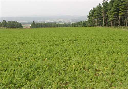 ���᡼�� 6