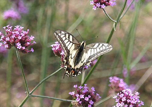 ���᡼�� 2