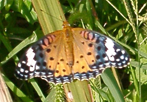 ���᡼�� 5