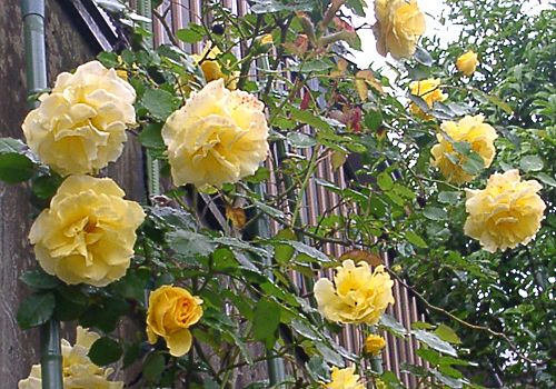 ���᡼�� 2