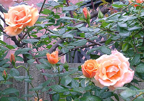 ���᡼�� 4