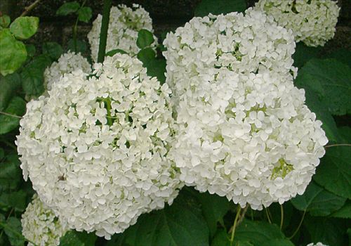 ���᡼�� 2