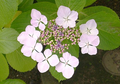 ���᡼�� 4