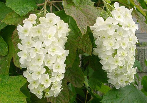 ���᡼�� 8