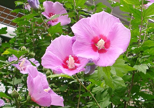 ���᡼�� 7