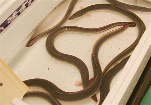 ���᡼�� 2