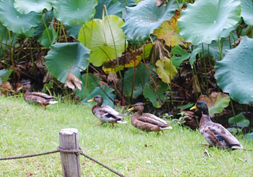 ���᡼�� 2