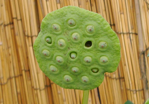 ���᡼�� 4