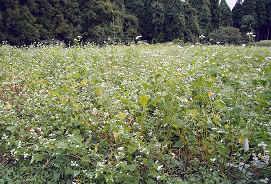 ���᡼�� 2