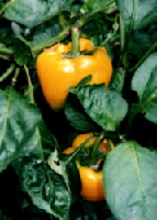 �J���[�s�[�}��