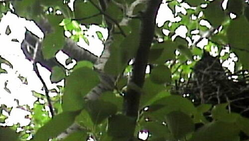 �J���X�̐�