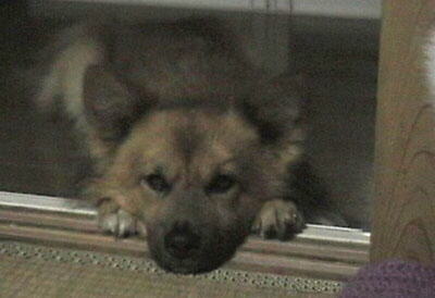 �H�l�̓��ӂȃ|�[�Y